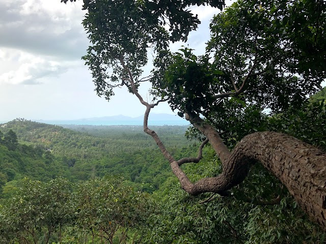 Tree Bridge Coffee Samui