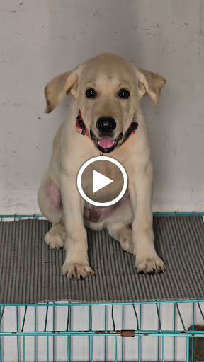 Show quality Labrador male puppy available in ahmedabad post image