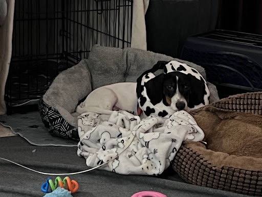 Seward Animal Hospital - Thumbnail