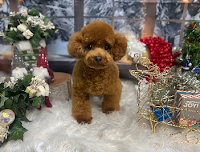 トリミングサロン&ペットホテル Dog Select