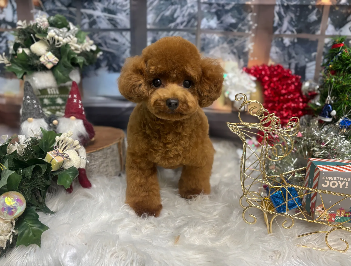 トリミングサロン&ペットホテル Dog Select