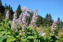Petits Jardiniers à Saint-Pierre-de-Chartreuse