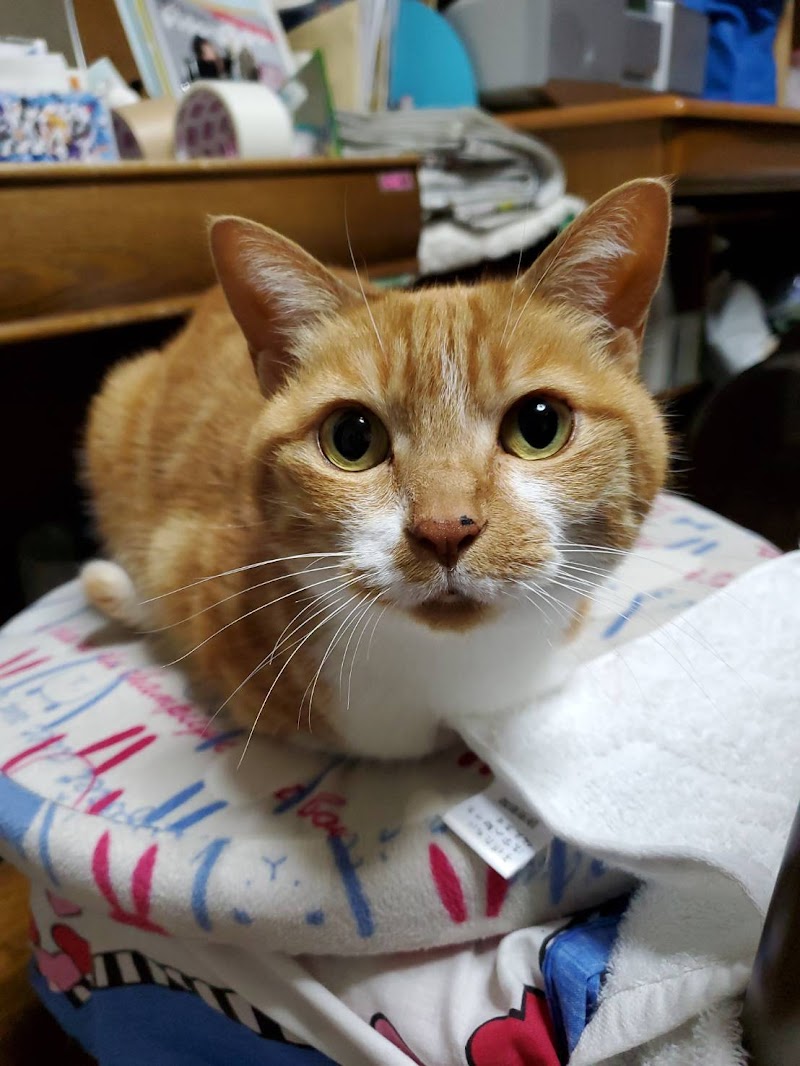 ペットハウスキャン