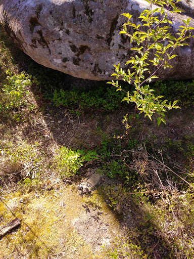 Froschstein - Visual