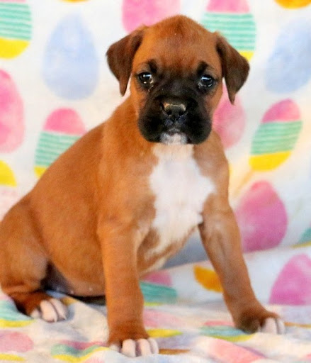 Puppies from PA