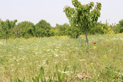 Photos of بیکلری بیگلر