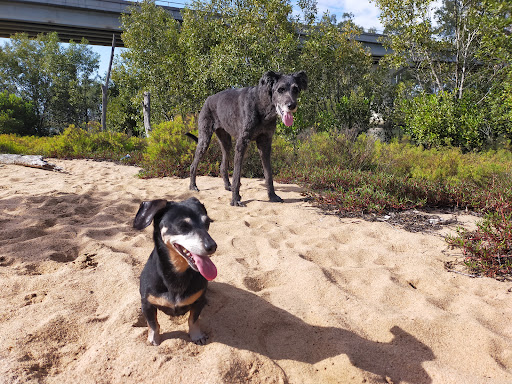 Vet Cross Bargara - Thumbnail