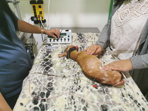 Clínica Veterinaria Mazteck - Thumbnail