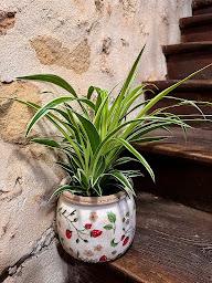 Photo n°33 de Fanny Fleurs Mortagne à Mortagne-au-Perche (Fleuriste)
