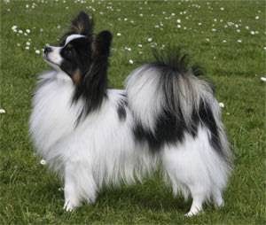 Elms Boarding Kennels For Dogs - Doncaster