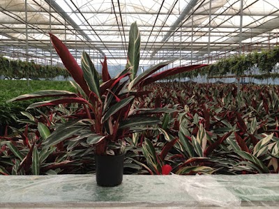 Photos of Saplings Landscape Ltd Sti