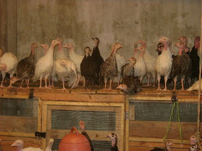 Photos of Sojib Bird's Farm
