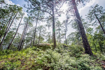 Kisatchie Hills Wilderness