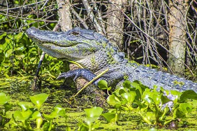 NOLA Airboat