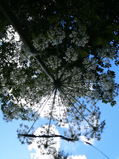 Area picnic nella pineta - Thumbnail