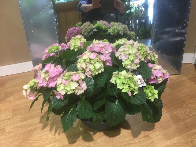 eauxygène Fleuriste