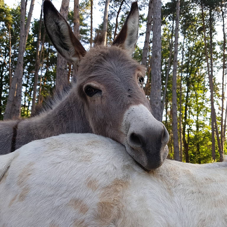 Éva Planche crée la Ferme des Touminis : pédagogique, itinérante et avec  des animaux miniatures, dans le Puy-de-Dôme - Lezoux (63190)