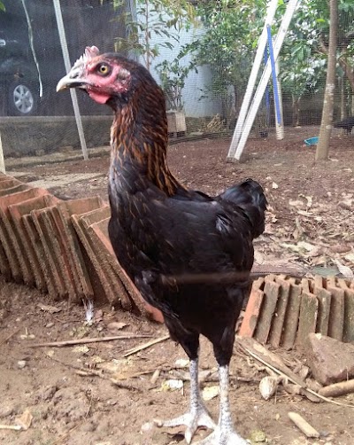 Photos of TOKO PELUNG