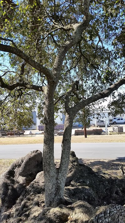 Survivor Oak