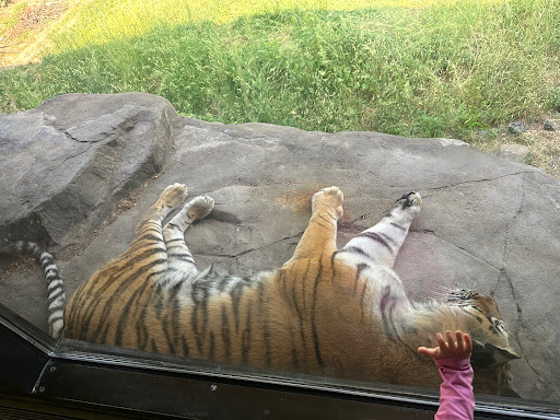 Large Cats - Thumbnail