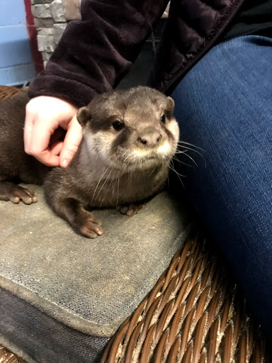 Debbie Dolittle's Petting Zoo - Thumbnail