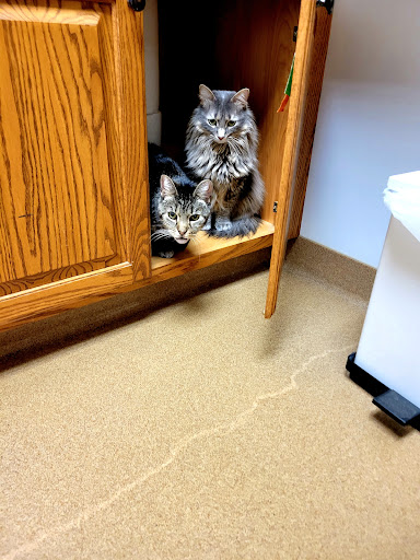 Oskaloosa Small Animal Veterinary Clinic - Thumbnail