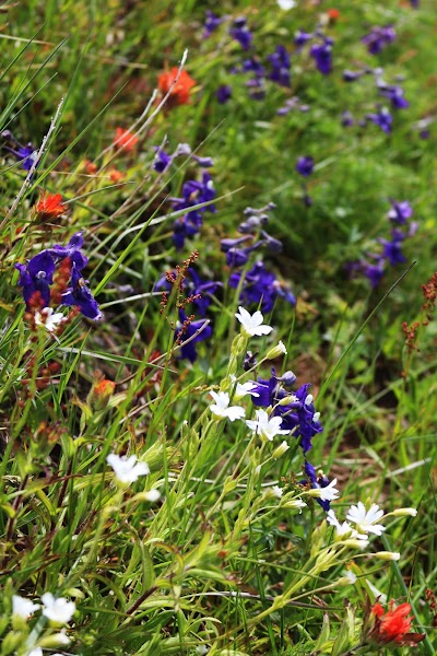 Siuslaw National Forest Supervisor