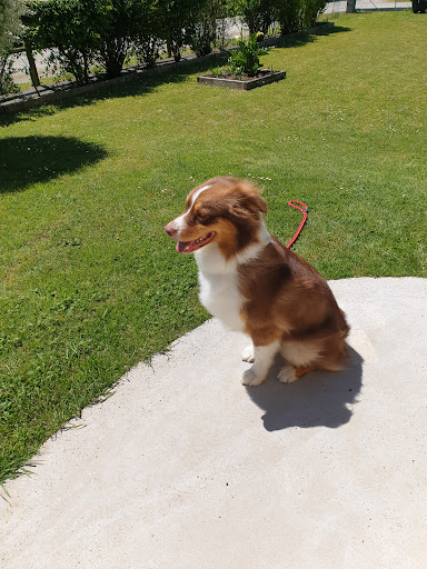 Bichedog - Thumbnail