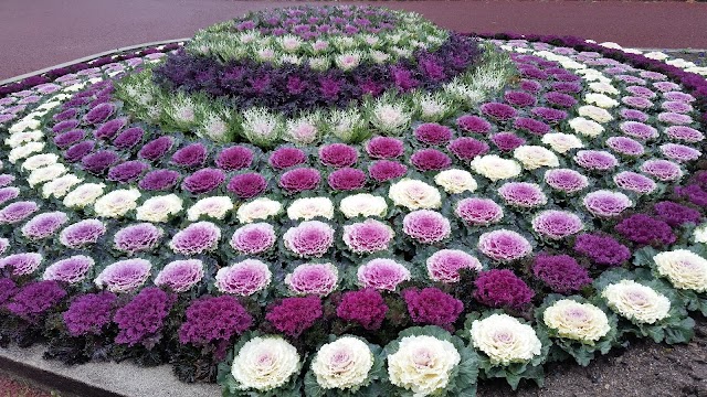 Jardin botanique de Kyōto