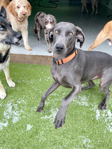 Top Dog Belgrade - Thumbnail