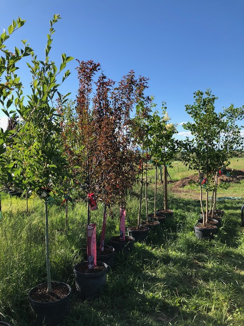 Cache Valley Nursery