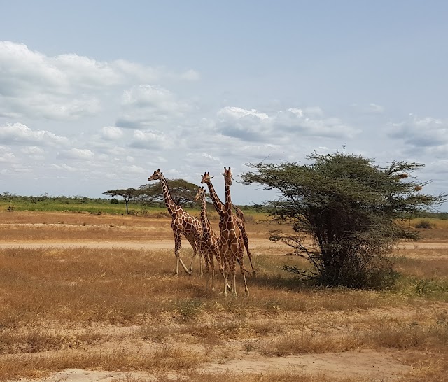 Wajir