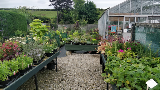 Whinfield Farm Nurseries & Tearoom - Thumbnail