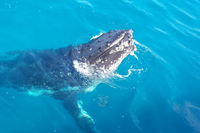 Visit Brisbane Whale Watching on your trip to Redcliffe or Australia