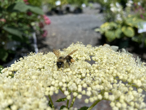 Behmerwald Nursery - Thumbnail