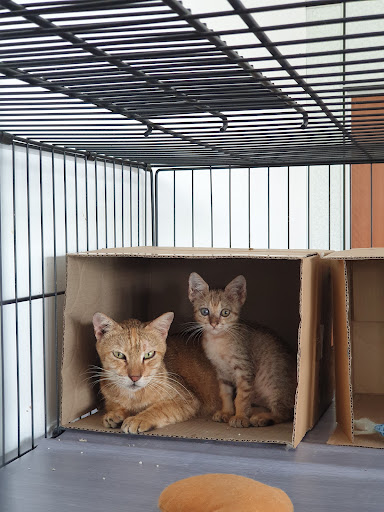 Lis Zainal Pets Centre