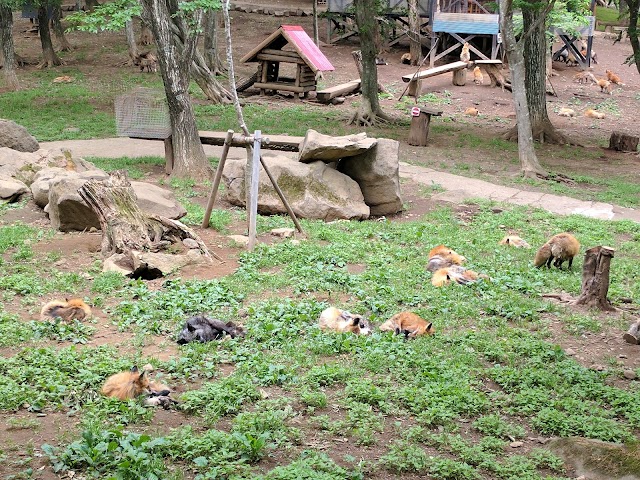 Zao Fox Village