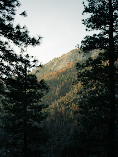 Howlar - Thumbnail