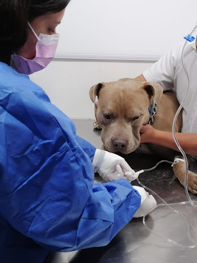 Centro Medico Veterinario Del Valle