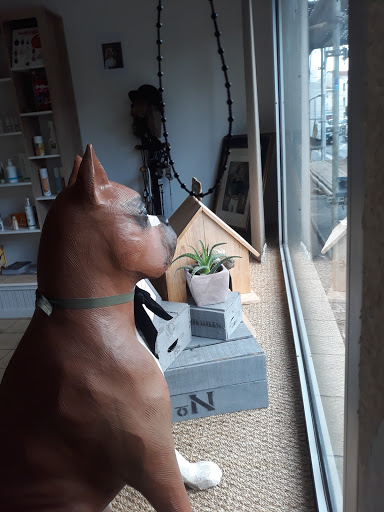 DANDY DOG - Thumbnail