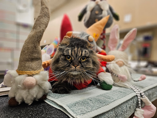 VCA Alderwood Companion Animal Hospital - Thumbnail