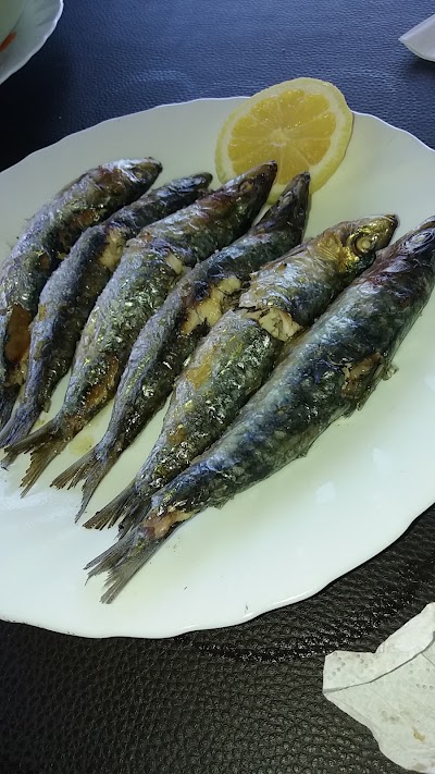 Photos of Blue Dolphin