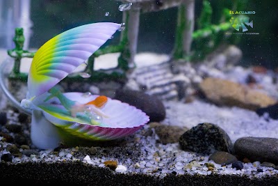 Photos of Mascoter&iacute;a EL ACUARIO (peces, plantas y accesorios)