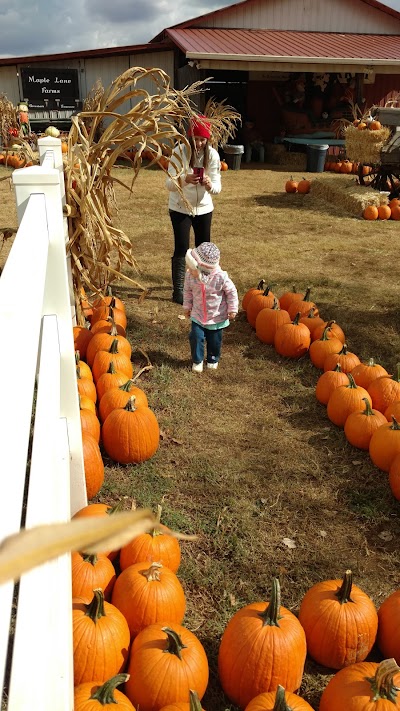 Photos of Maple Lane Maze