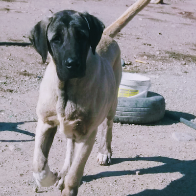 Aksaray Malaklı raising the Malakl Dog Farm