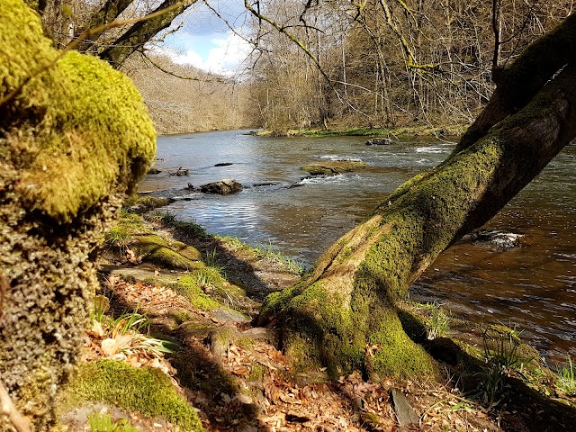 Le Hérou - Le Parc naturel des deux Ourthes