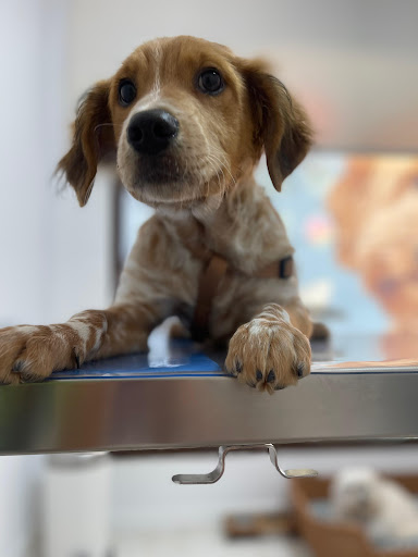 CLÍNICA VETERINARIA YULIAM'S VETERINARY CARE