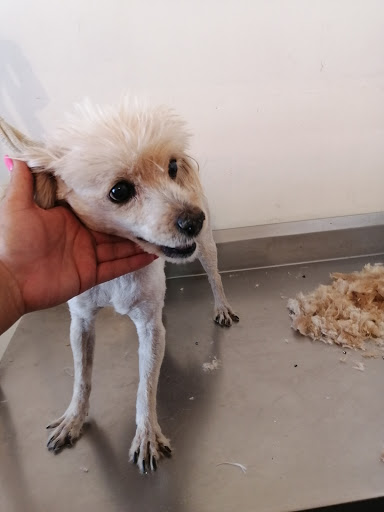 Veterinaria de la Dogtora Petdiatra