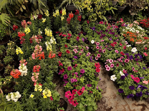 Vivero Mi pequeño paraíso - Thumbnail