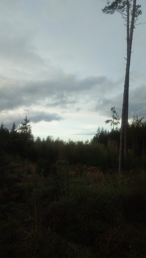 Bichel - Visual